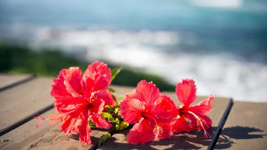 Les bienfaits de l'Hibiscus